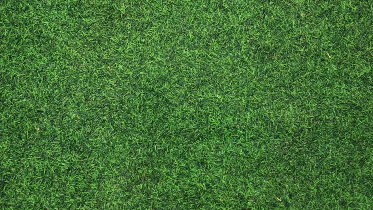 grass